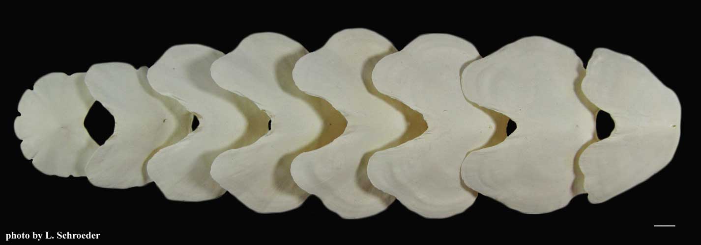 Chitons Mopaliidae